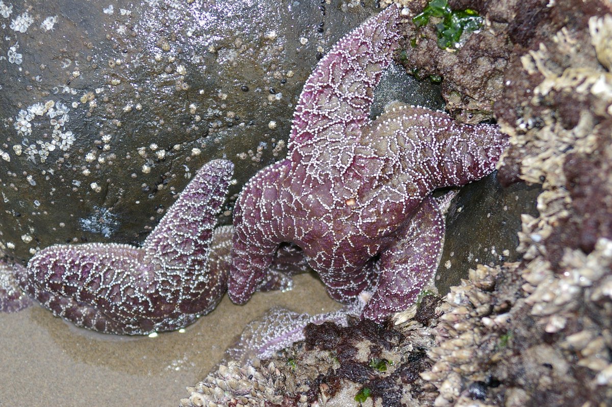 rlbaggett08's tweet photo. You can't find this in the mountains! #ilovethebeach, #oregoncoast http://t.co/eooWtrPjNS