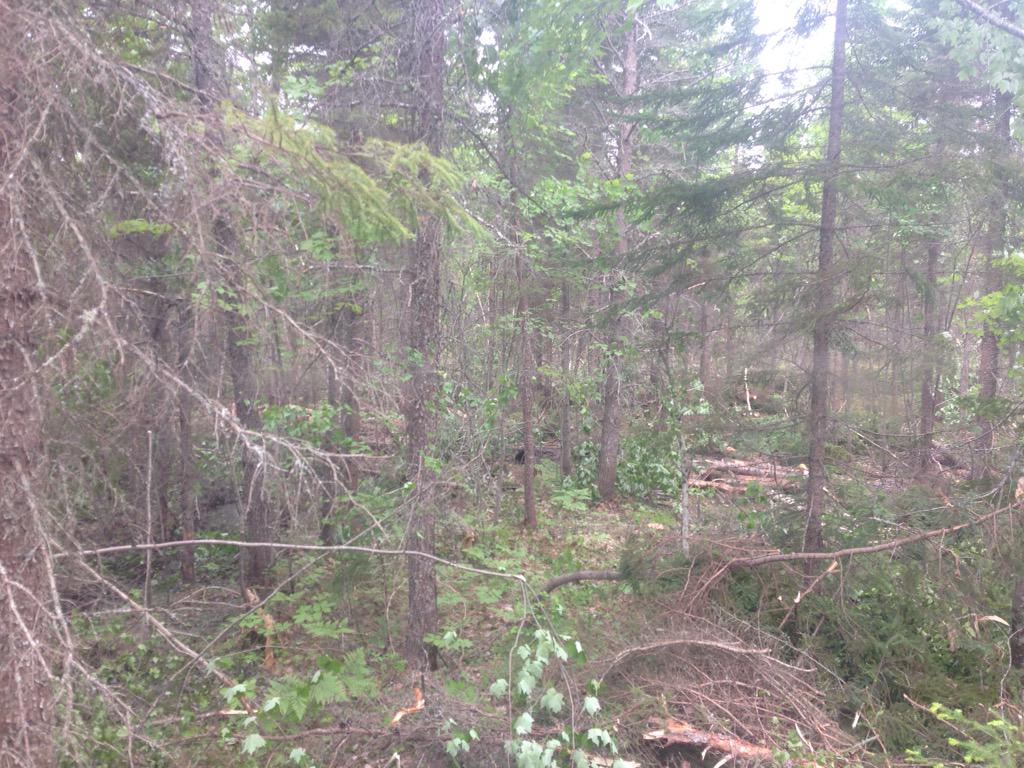 AlastairJarvis's tweet photo. Harvesting the selections of a horse logger but worked with a machine. Amazing machine & operator. @ACFORinc #ponsee http://t.co/OYMVYmqP65