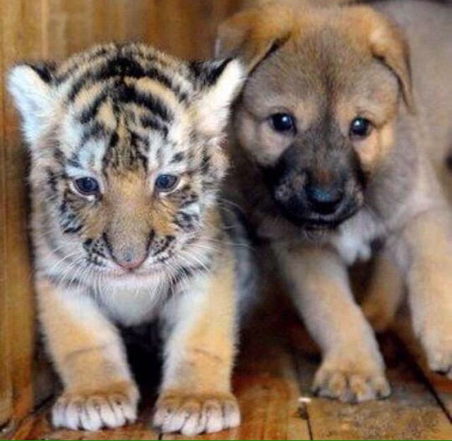 BabyAnmlPosts's tweet image. Best buds! 🐯🐶