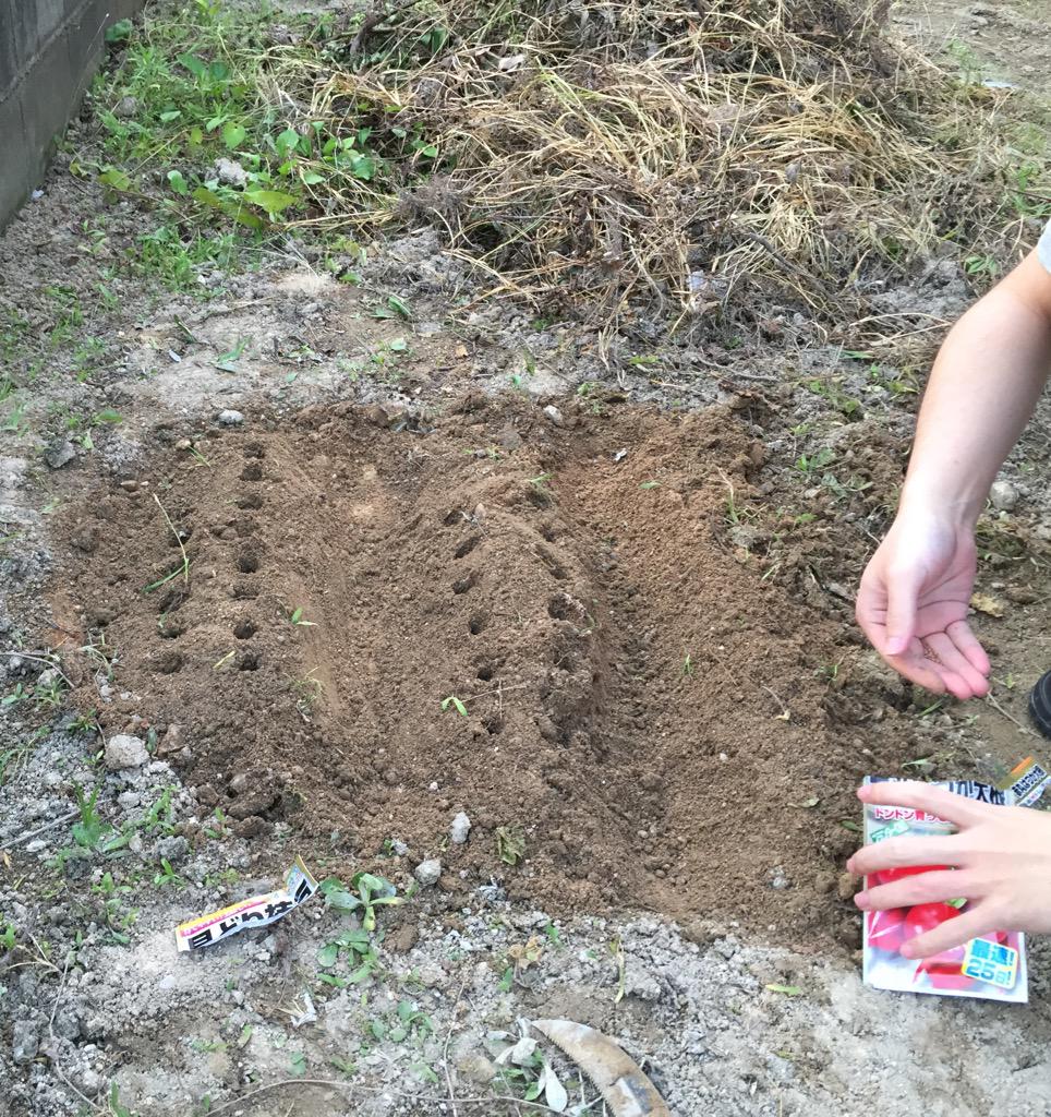 bitrainmos's tweet image. ビットレインファームです。
事務所の庭で二十日大根とえんどう豆を植えました！

緑いっぱいのオフィスにしたいですね！！