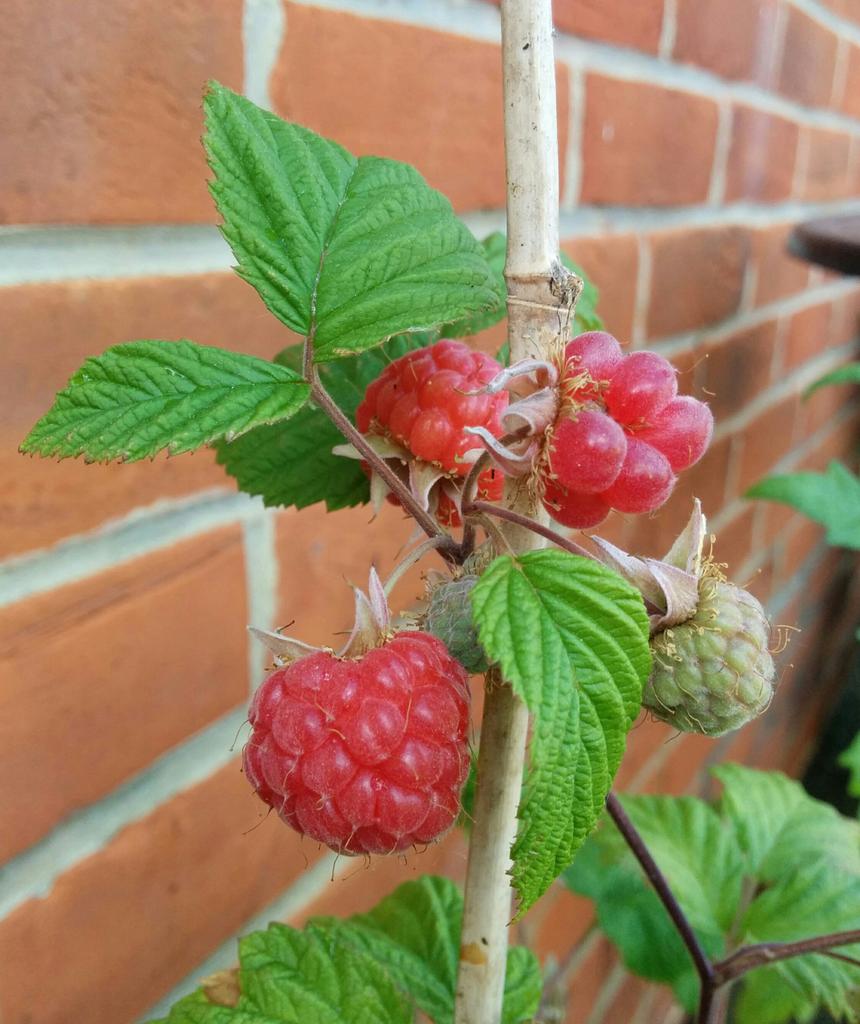 zenaSWdixon's tweet photo. My first crop! http://t.co/Bb8cxU6rcZ
