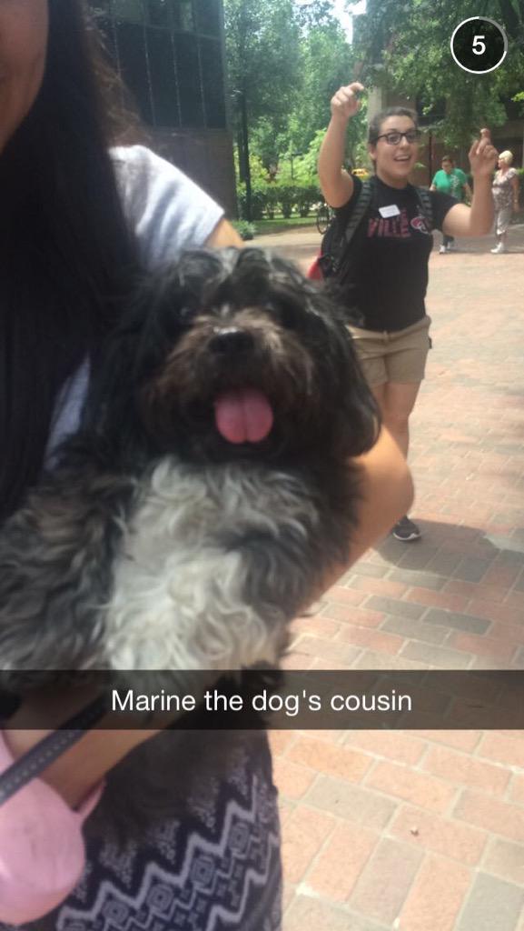 CardsRachel's tweet photo. GUYS @Kards_Kaylee FOUND @MarnieTheDog 's COUSIN http://t.co/TqX9bnFjGx