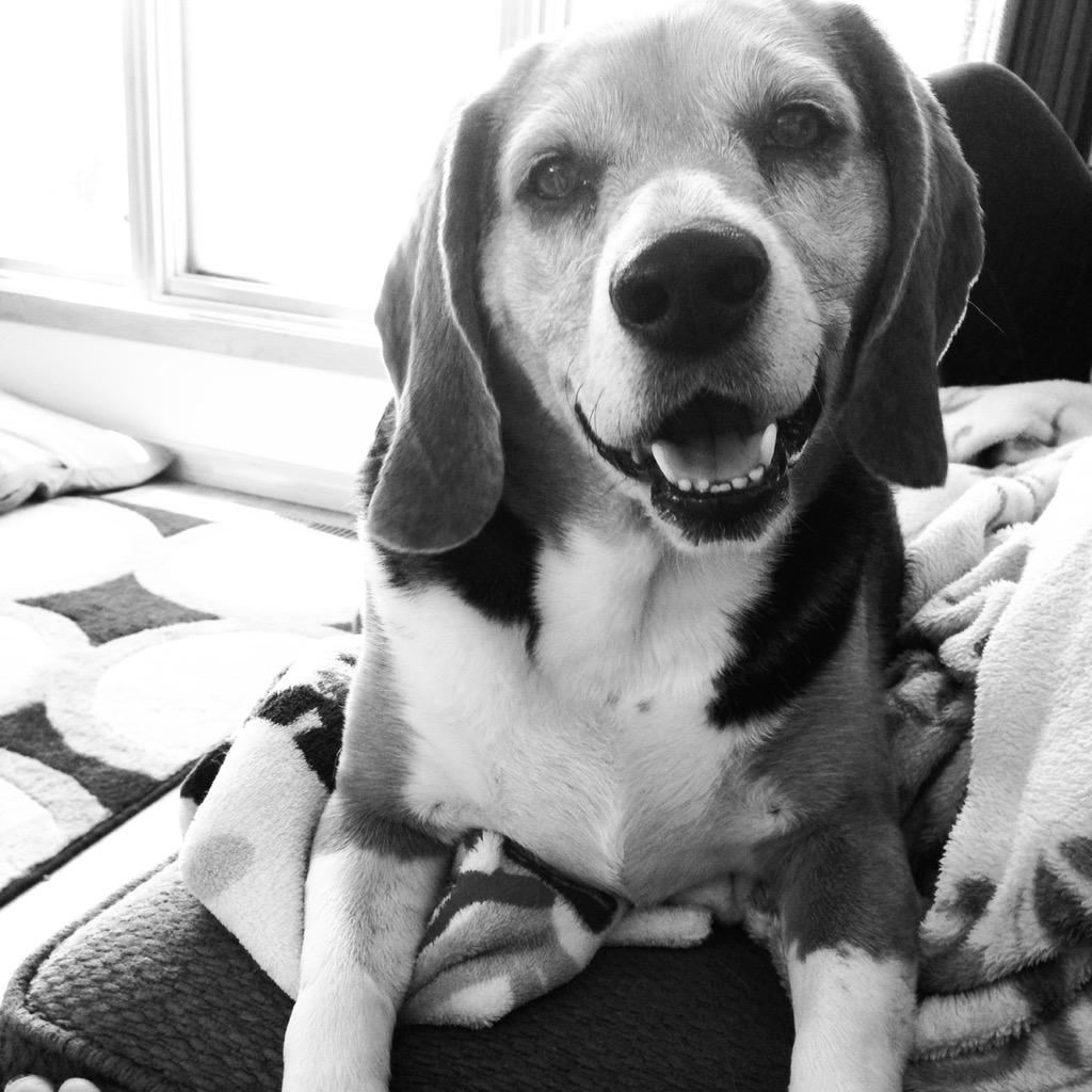 brittjohn_88's tweet photo. Mr. Handsome #beagle #smiles #happyboy @beaglefreedom http://t.co/R9m2UqBC0Y