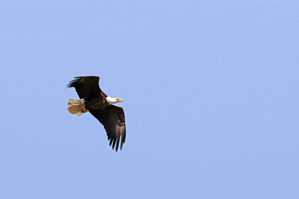 LakeMetroparks's tweet photo. A #baldeagle soars over #LakeErie carrying a fish in its talons at #LakeErieBluffs. (Photo by Earl Linaburg)
#birding http://t.co/HGJjIISK6P