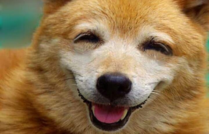 動物の命大切 در توییتر 悲しい顔した子の笑顔をもう一度 動物たちにも笑顔があり 悲しみ 怒り気持ちがあります 動物を家族に迎え入れたい方は保健所 から引き取ることも考えて下さい 一人一人の考えが動物たちの明日を かえるのです Http T Co Ejbvlcn5xp
