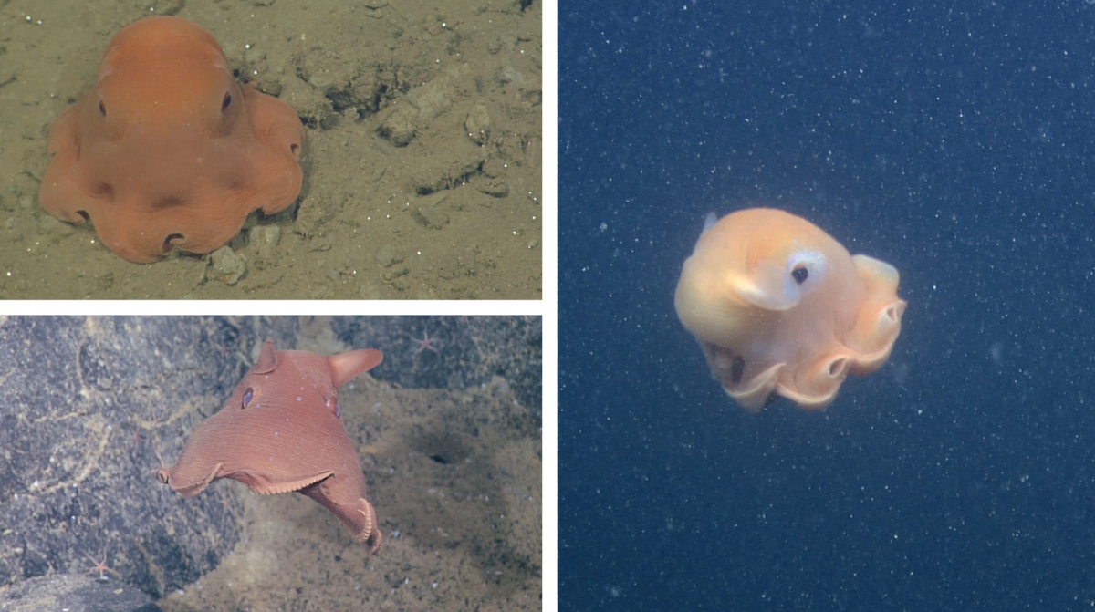 scifri's tweet photo. It's baackkk... #CephalopodWeek starts this Friday! 🐙  http://t.co/mPhBRqVYo4 http://t.co/YPPd0Sw5yZ