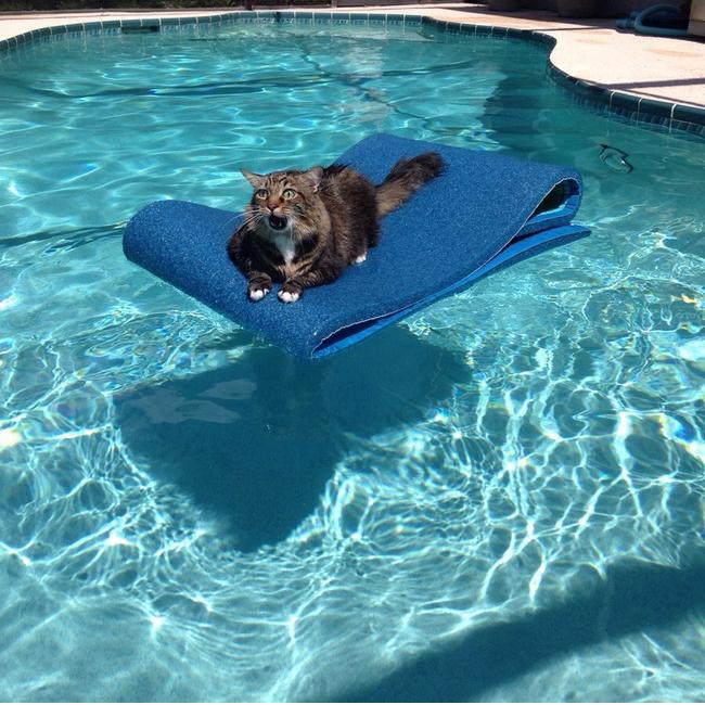 What would you caption this little guy's pool moment?