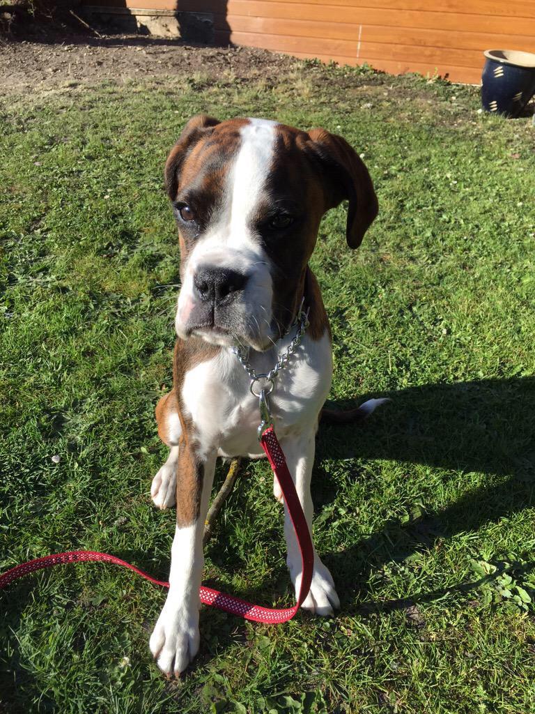 SamHart77's tweet image. @surreyonline please help #findmika, 7 month old #boxer puppy! We live in #Yateley but missing in #Addlestone today