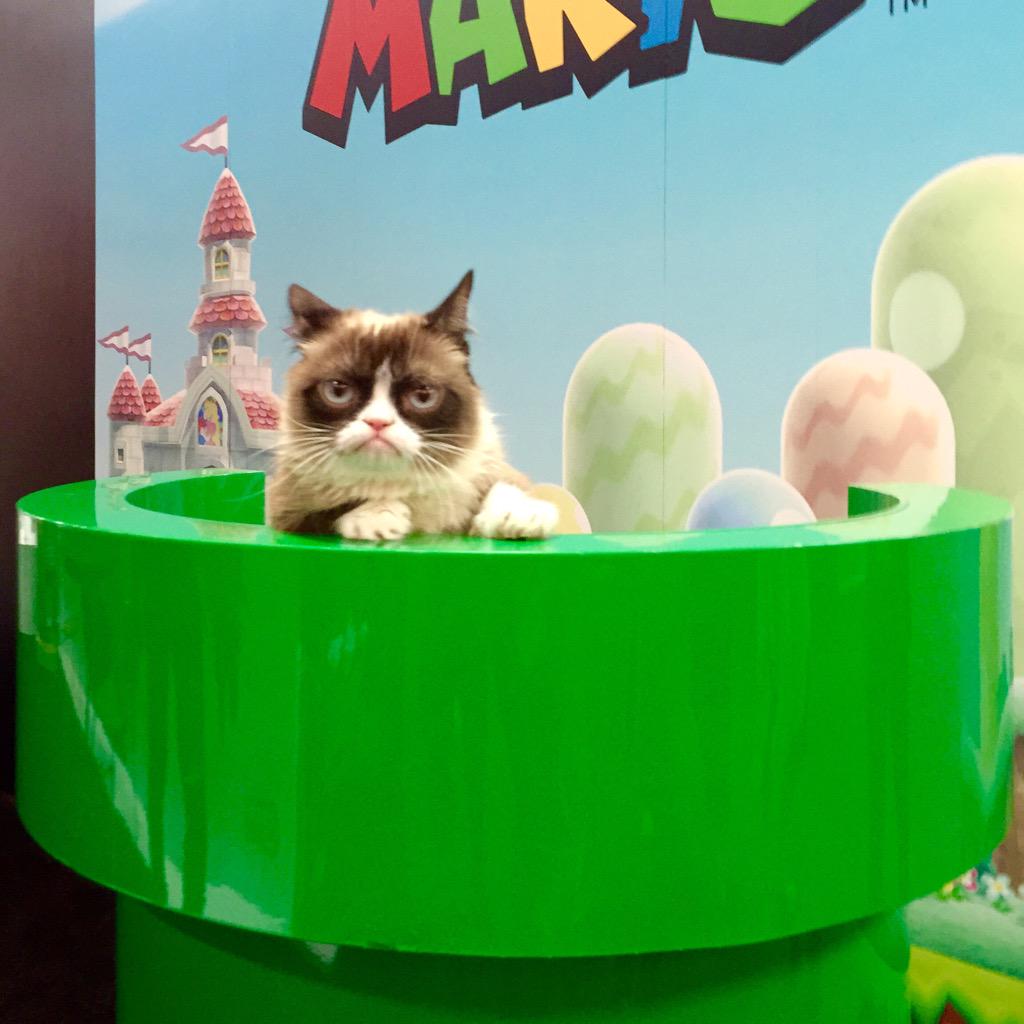 RealGrumpyCat's tweet photo. Grumpy Cat finds the Warp Pipe at @licensingexpo @NintendoAmerica #Licensing15 http://t.co/jJ74EhnHMu