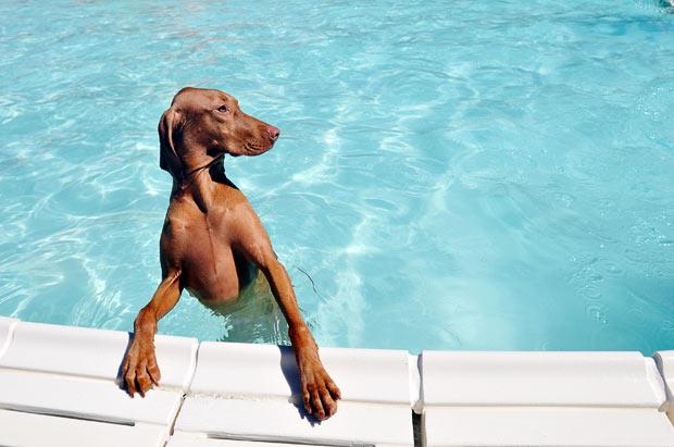 heypoolguy24's tweet photo. Is everyone staying cool today? http://t.co/GI9dqHKqGy