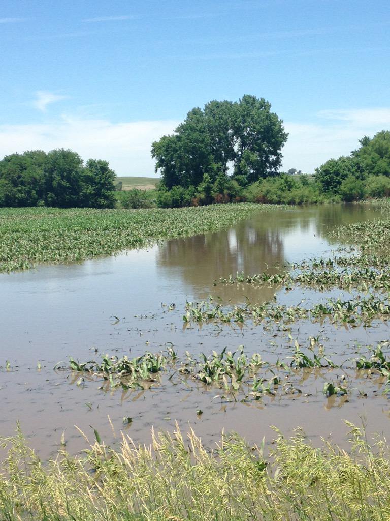 DKAS_Iowa's tweet image. Too much #rain near Essex, Iowa. Two fish spotted in this field of DKC61-88. Thankful for the sunshine today