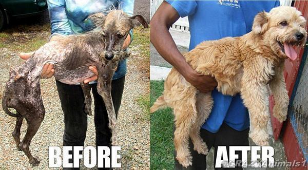 CuteAnimalsBaby's tweet photo. FAITH IN HUMANITY RESTORED..RT http://t.co/h4Pt9s7J05