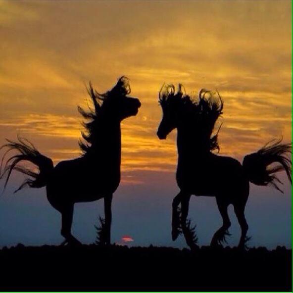 ماني بناقص عتاب أحباب ومحاسب
حاسبت نفسي بنفسي لا تحاسبني

مرات أشوف الخطا صحيح ومناسب
ومرات أشوف الصحيح ولا يناسبني