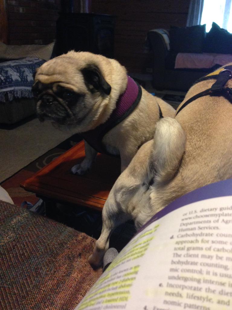 CookNBeans's tweet photo. What do you mean this isn't a chair #sillypug #tablesitting http://t.co/3XUt9uUNHj