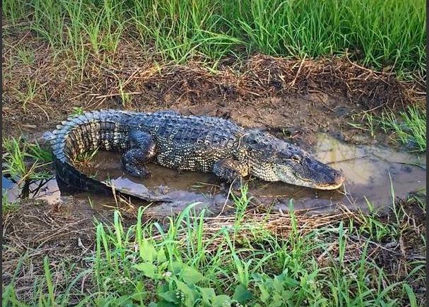 wfaa's tweet photo. .@USACE_FortWorth shared this image of a gator spotted at Lewisville Lake (Photo: Rob Jordan) http://t.co/hNoK0AB5N1 http://t.co/d9gknveDQK