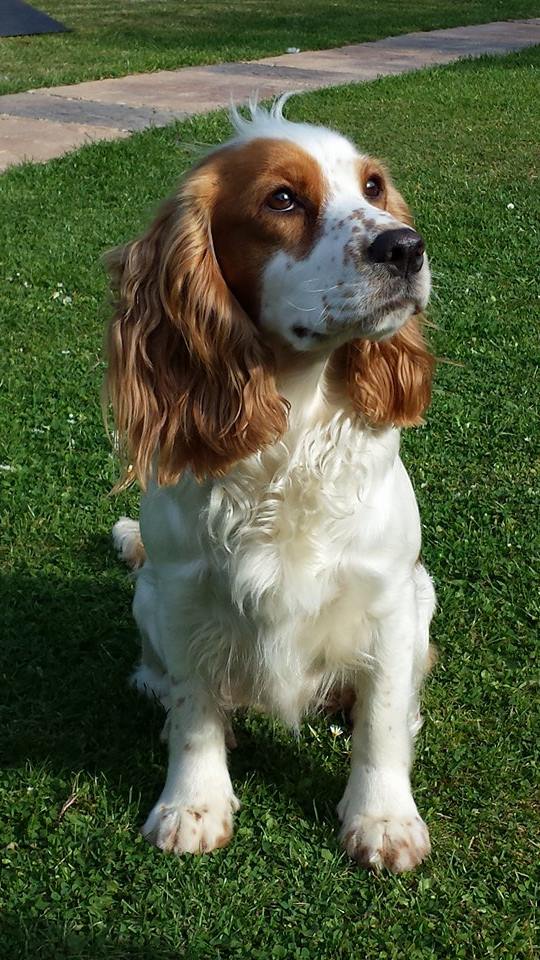 Darcey, now Daisy is doing well in her forever home!
