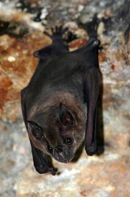 Green Grotto Caves tweet media