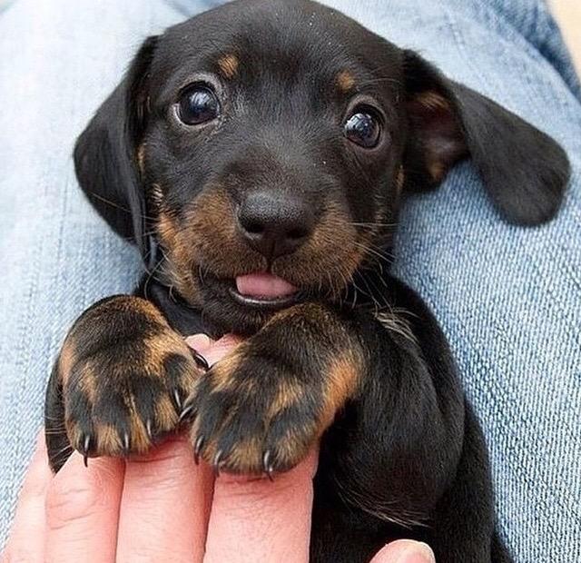 BabyAnmlPosts's tweet image. RT if you think this dog is cute!
