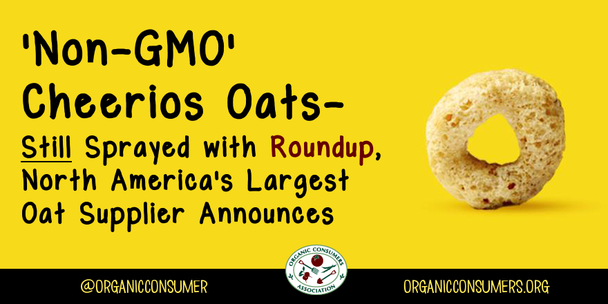 OrganicConsumer's tweet photo. North America’s largest oat producer says @Cheerios almost certainly contains Roundup residue! http://t.co/N5g5WfvntV http://t.co/uzPyF4fyev