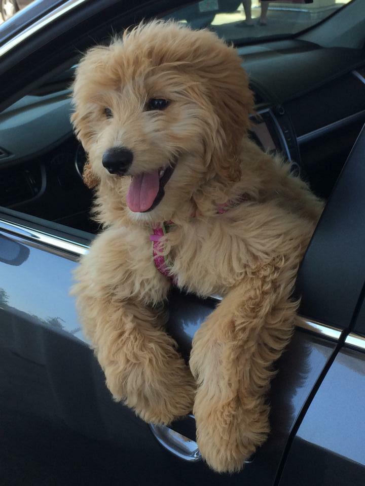 Jadreana's tweet photo. #tot baby belle http://t.co/dArbID2EZK