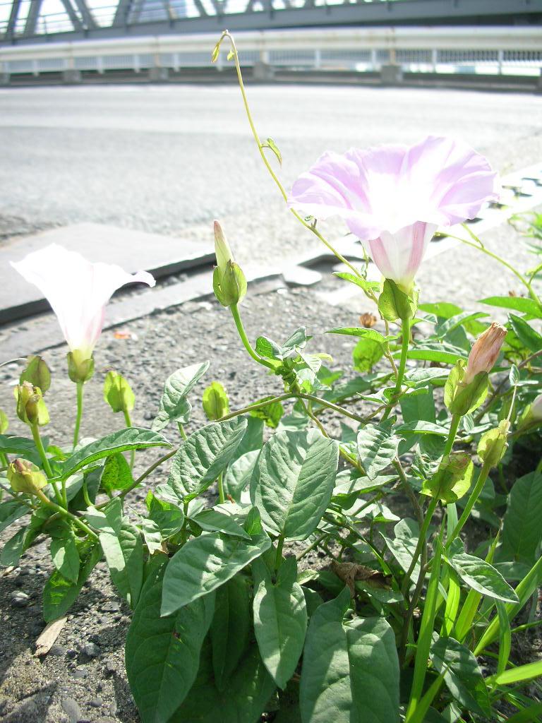 tanosiisupi_bot's tweet photo. 「重荷を負ってゆくのが人生」という誤解を道端の花達が解いてくれます。

彼女達は、自分になっているだけ。
炎暑に咲いてもなんのその。
https://t.co/8HoGSILeU3
#Providence #摂理 #GodGiven #天与
https://t.co/XIsWJlpEF1