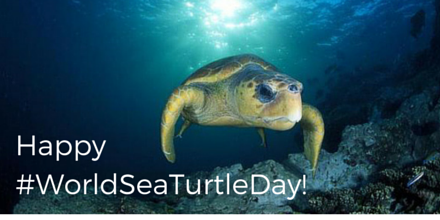 Greenpeace's tweet photo. Happy #WorldSeaTurtleDay! Help protect their home in the Great Barrier Reef http://t.co/Q6EeXEjYty #savethereef http://t.co/fX62zaErHM