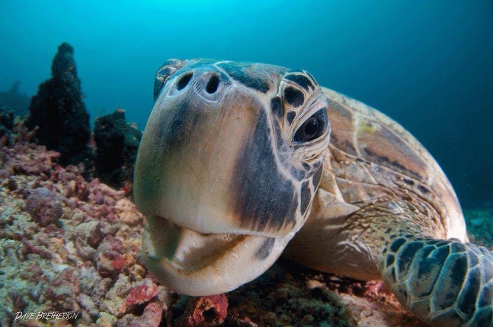 DrGuyHarvey's tweet photo. Happy #WorldSeaTurtleDay! #OutpostAttitude http://t.co/RPde8DxWeL