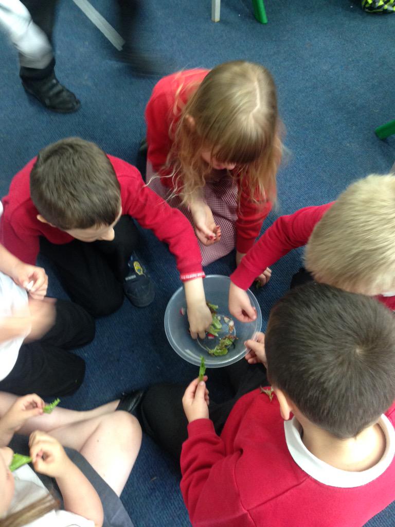 LearningLucy2L's tweet photo. Had a gr8 🕐showin off learnin in HWB then we devoured the salad freshly picked frm our garden whn the inspectors lft. http://t.co/ZrO5RGpLfp