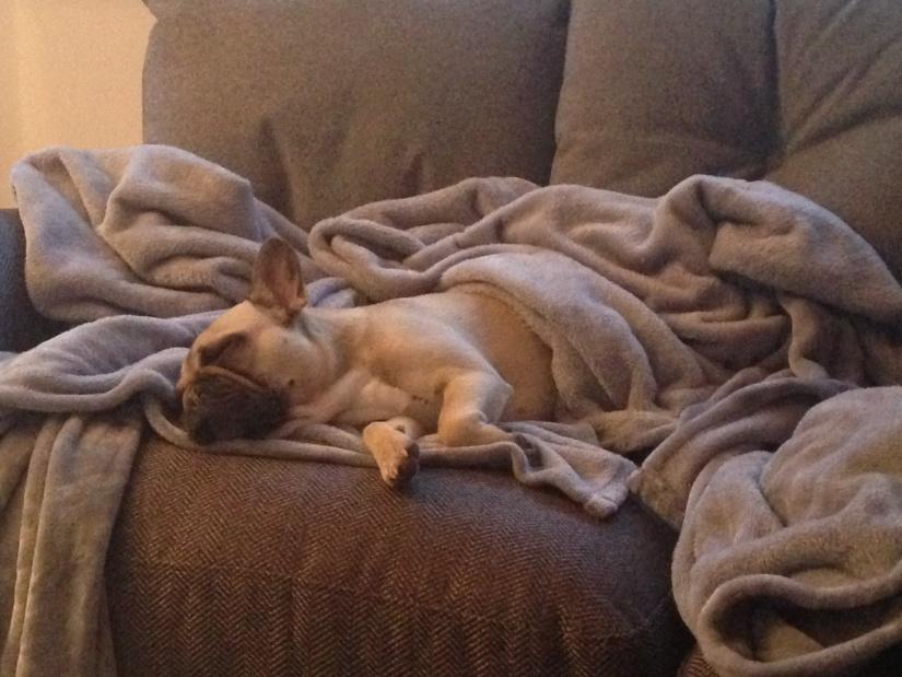 FrenchieSweep's tweet photo. Shot gun all the blankets #SorryNotSorry http://t.co/aq42PpElgB