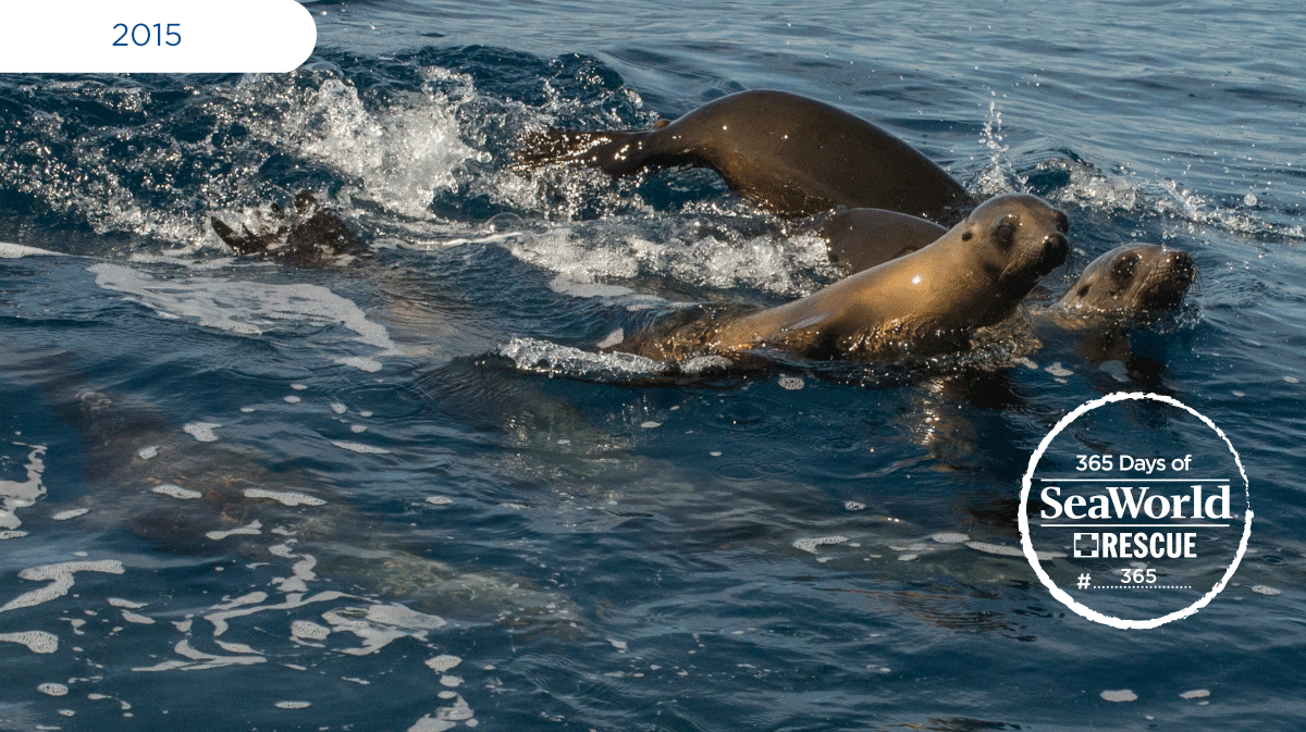 FINAL photo in the year-long #365DaysOfRescue! Sea lions pups play as #SeaWorld returns them after successful rehab.