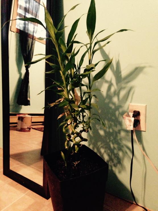 Lebreton0204's tweet photo. My #lucky #bamboo #growing #indoor #gardens #blacknpink #fishrocks #plants ππ± http://t.co/8niFWiKHng