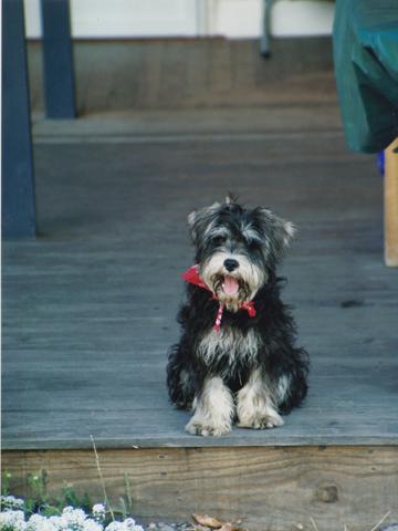 Hugo_Schnauzer's tweet photo. @TillytheHound @HamishShortie
He canna find bloo collar pic but here's one wif a red bandana. #Cute #WotHappened
. http://t.co/0IK2qRpo6b