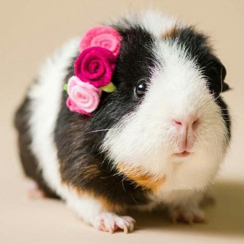#cute  guinea pig
bit.ly/1KWSRsk