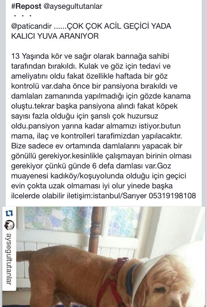 aysinyildirim's tweet image. #sahipsizköpekler #istanbul #sarıyer #tarabya #beşiktaş #gayrettepe #cooker @sosyopet @haysevder #sokakköpekleri