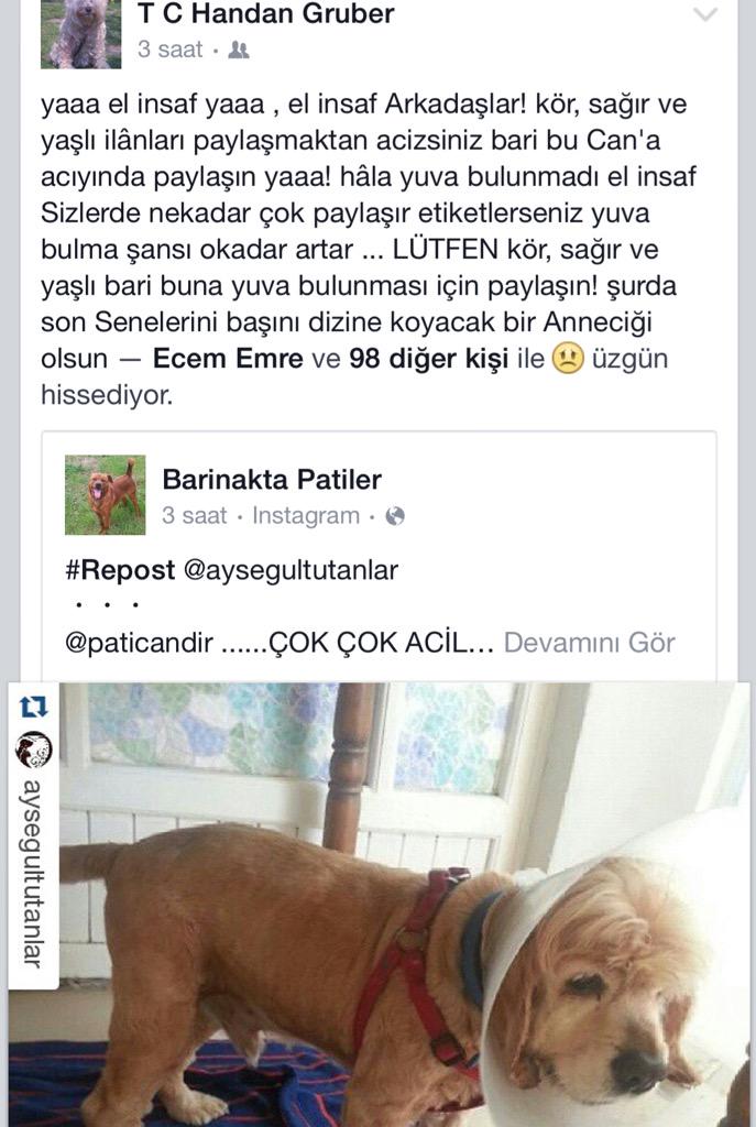 aysinyildirim's tweet image. #sahipsizköpekler #istanbul #sarıyer #tarabya #beşiktaş #gayrettepe #cooker @sosyopet @haysevder #sokakköpekleri
