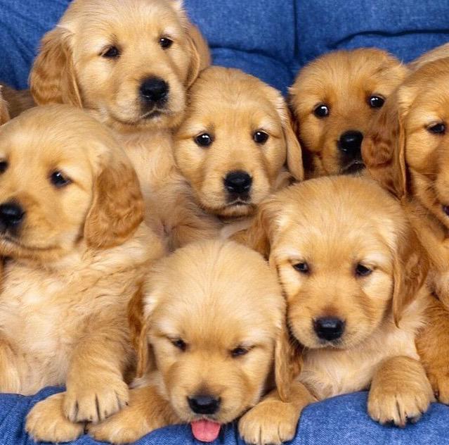 BabyAnmlPosts's tweet image. Which one is the cutest!? 🐶