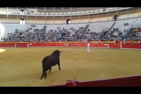 Gran toro,  mejor plazon,  concurso de cortes granada <a href="/medetauro/">Medetauro</a>