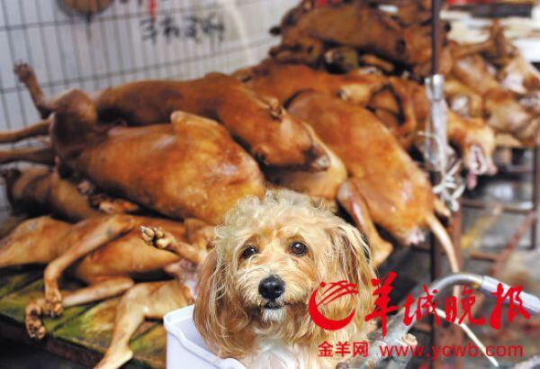 DogTreatNews's tweet image. RT #nikonikokorin91: j.mp/1zAfMow RT StopYulin2015MX: themoceanvibe  Please  help #StopYulin2015
#EndC…