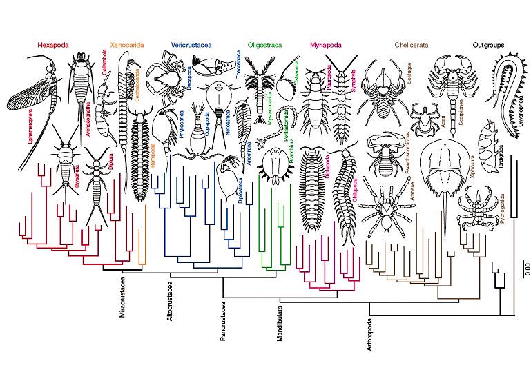 節足動物の分類を考えるときに毎回参考にしている、お気に入りの系統樹