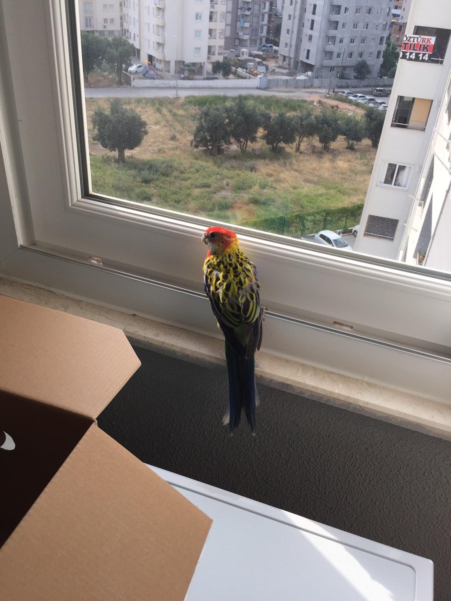 Evimizin davetsiz misafiriyle güne merhaba 😀😀😀 (@ Dreamland Residence in Adana) swarmapp.com/c/2y0o9zVt4UN