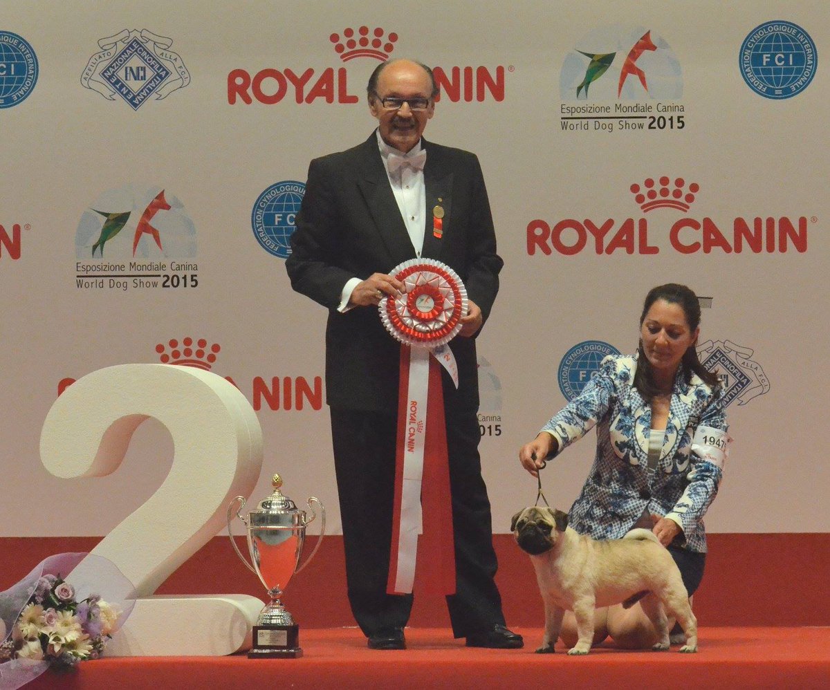 WdsMilano2015's tweet photo. What happened at #WDS2015IT - The podium of Junior Best in Show http://t.co/aDM7MGvISd