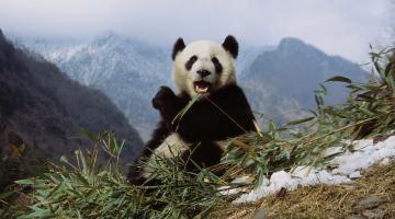 umparkenimkopf's tweet image. #Pandabären essen zwar gerne Bambus, bekömmlicher wäre allerdings Fleisch. Es sind eben Bären. pub.vitrue.com/DLnR