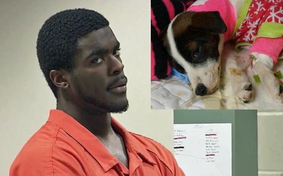 TLynnNews's tweet photo. Bond increased for man charged with setting woman's dog on fire in #fayetteville. #wral http://t.co/9O3UBKMjZN http://t.co/iHGBKPCute