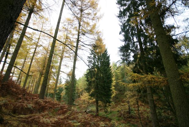 CannockMercury's tweet image. Cannock Chase not for sale state @StaffordshireCC as they look for better ways to manage area
cannockmercury.co.uk/County-Council…