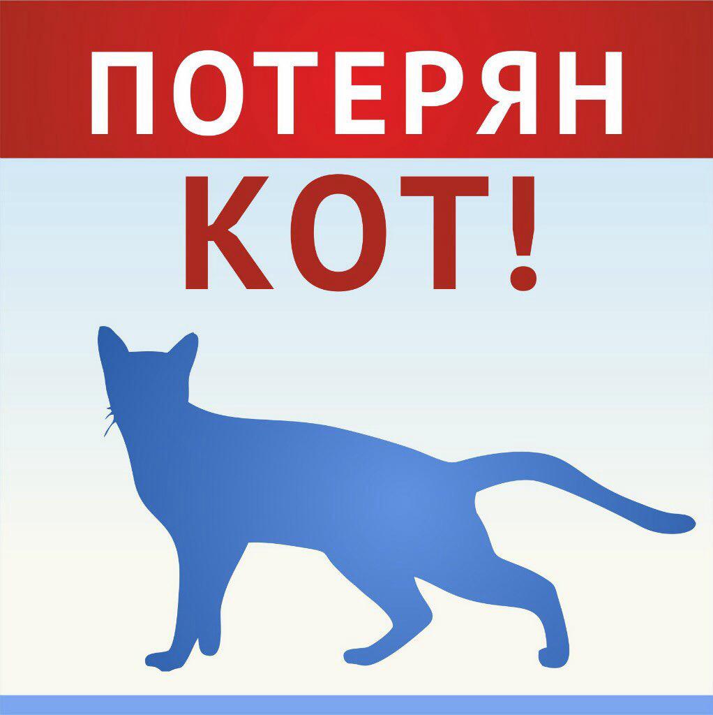 найди здесь кота.