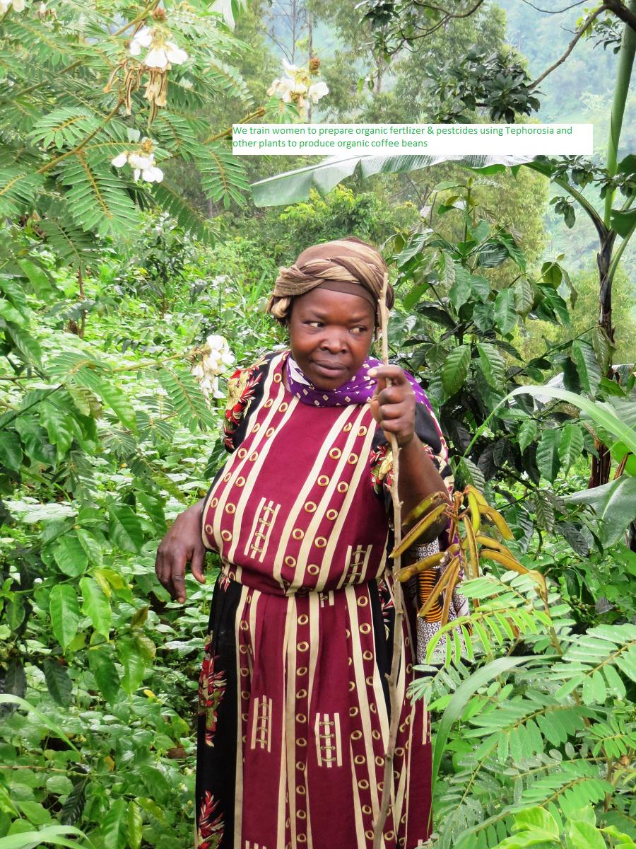 wasibirogers's tweet image. This is how we train women to produce organic coffee beans  in three districts of Bududa, Mbale and Manafwa.