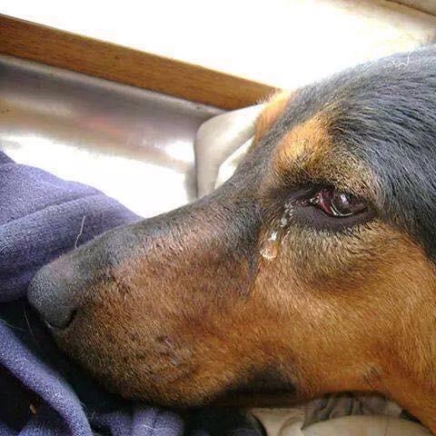 esraca's tweet image. #endyulin #StopYuLin2015 #YulinGetDogsOffTheMenu #YulinDogMeatFestival #Yulin