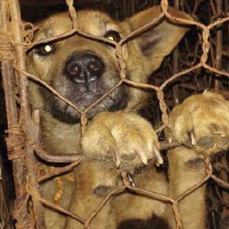 esraca's tweet image. #endyulin #StopYuLin2015 #YulinGetDogsOffTheMenu #YulinDogMeatFestival #Yulin