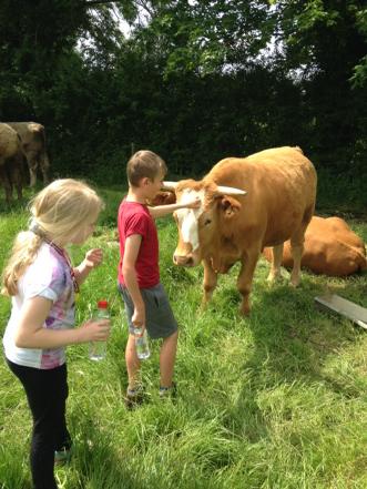 learningfarm's tweet photo. Children meet the cattle at learning farm on a #farmvisit http://t.co/vONgaiMfsZ