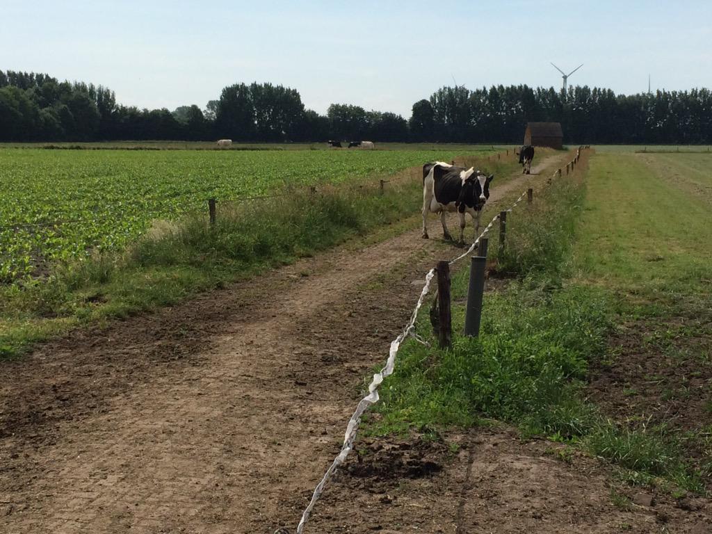RobHuinink's tweet image. De koeien mogen weer naar buiten, maar hebben nog niet veel zin. #weidegang #droogte #robotmelken